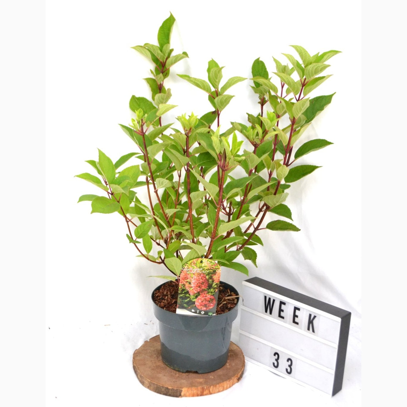 Syrenhortensia – Hydrangea paniculata 'Wim's Red' - C5 40-50 CM